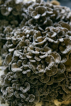 Hen Of The Woods Mushrooms 