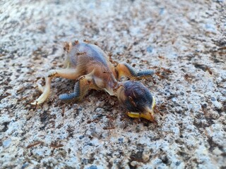 The baby bird that fell from the nest was eaten by ants