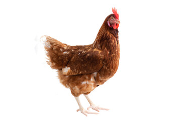 Brown hens Turn around isolated on white background, Laying hens farmers concept.