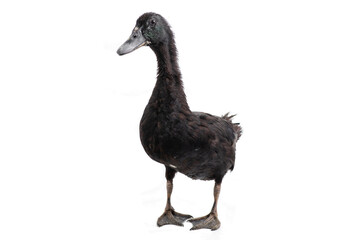 Black duck isolated on white background, Laying duck farmers concept.