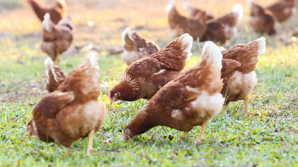 Chickens walk on the grass in the morning.