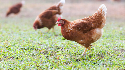 hen standing on side isolated on White background, concept Eggs Fresh from farm