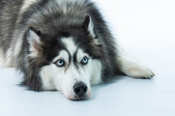 saberiam russo em fundo branco