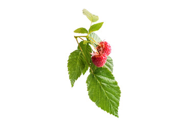 Branch of red raspberries with green leaves on white background, isolated.