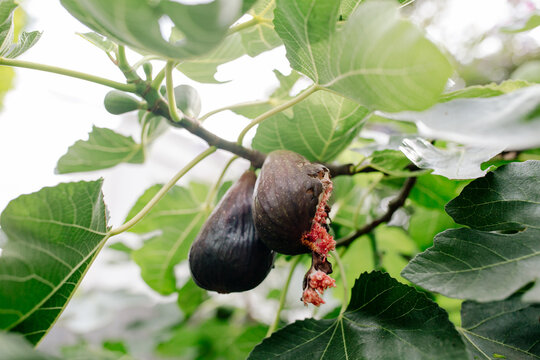 Partially eaten fig hanging from tree