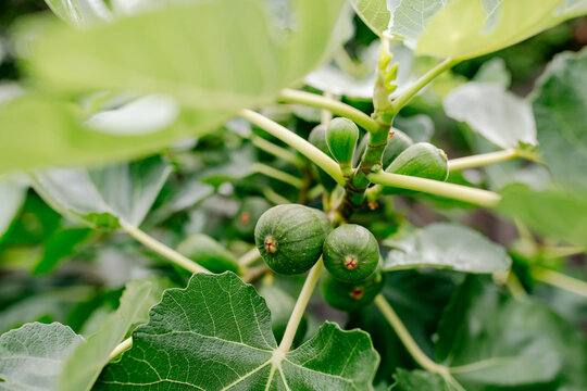 Close-up of figs growing on tree