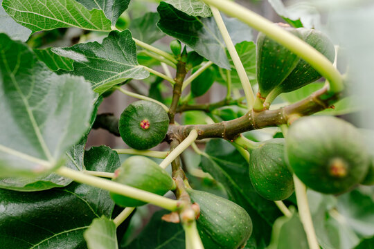 Figs growing on tree