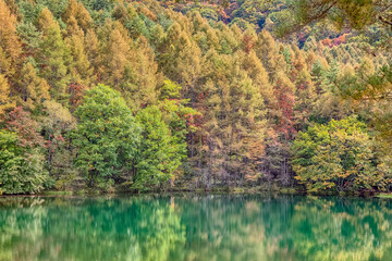 Autumn colour of Mishakaike Pond, Mishakaike pond is located in Chino, Nagano Prefecture, Japan., beautiful autumn colored leaves trees reflected in Water around Mishakaike pond.