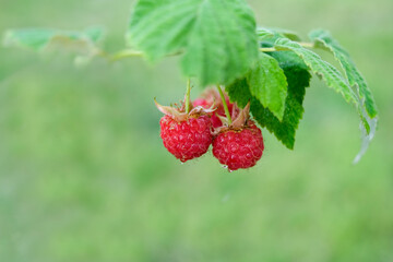Branch of red raspberries with green leaves on green lawn background. Copyspace for text