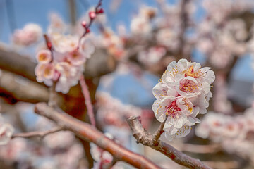 Pink blossom sakura flowers on a spring day in Japan