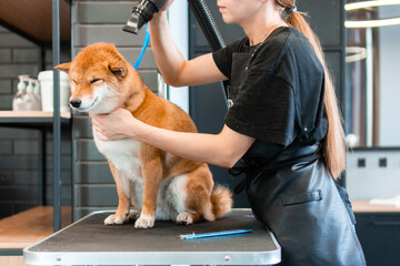 dog grooming salon 