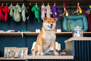 dog pet shop 