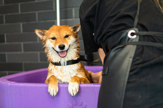 dog grooming salon 