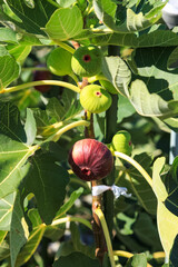 fresh fig fruits on the branch of a fig tree. Green figs on the tree in Japan.