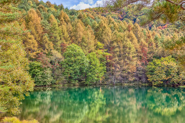 Autumn colour of Mishakaike Pond, Mishakaike pond is located in Chino, Nagano Prefecture, Japan., beautiful autumn colored leaves trees reflected in Water around Mishakaike pond.