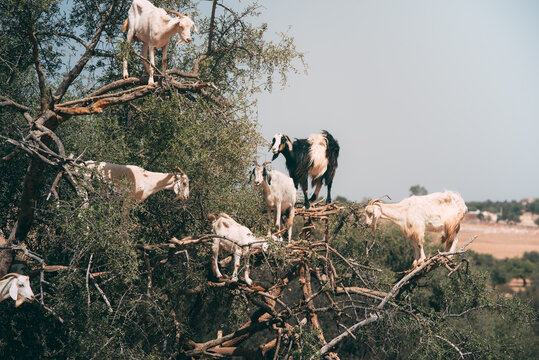 Goats in a tree branch