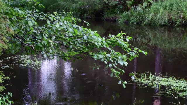 hazel tree near the river in the rain