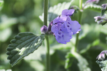 Closeup of the purple flowers on a catmint plant