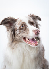 Border collie sorrindo em fundo branco