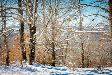 Sunny day in a winter forest.