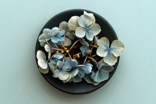 hydrangea