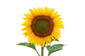 yellow sun flower on white background..