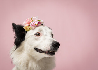 Border Collie sorrindo em fundo rosa e de coroa de flores