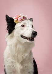 Border Collie sorrindo em fundo rosa e de coroa de flores