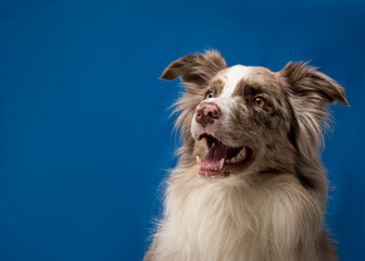Border collie sorrindo em fundo azul