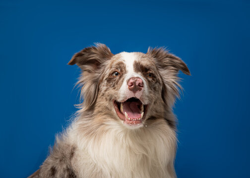 Border collie sorrindo em fundo azul