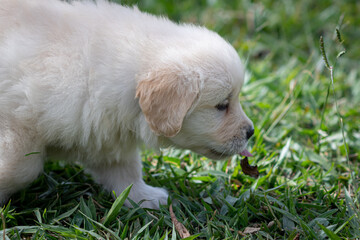 Goldem retriver brincando em gramado