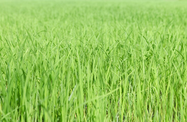 Rice seedlings in the Rice fields