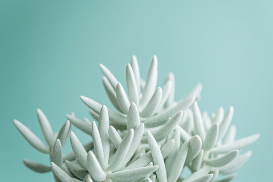 succulent