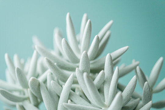 succulent