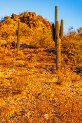 Two cacti bathing in the low sun of the desert in Phoenix, Arizona