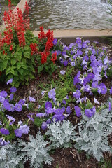 flowers in the garden