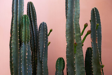 Closeup cute cactus plant background, outdoor balcony