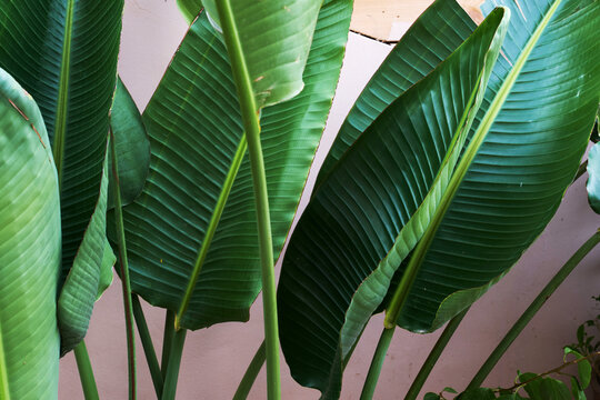 Close-up cute tropical plant leaves background, outdoor balcony