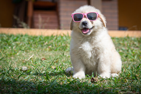 filhote de golden retriever com &oacute;culos escuro rosa