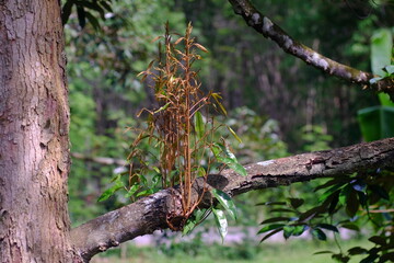 durian of a tree , tree of life