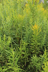 green fern background