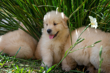 Filhote de golden retriever correndo em gramado verde