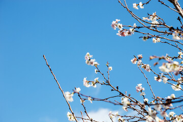 Sakura flower blooming on blue sky background.