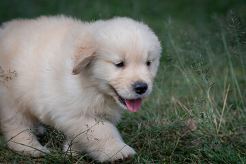 Filhote de golden retriever correndo em gramado verde
