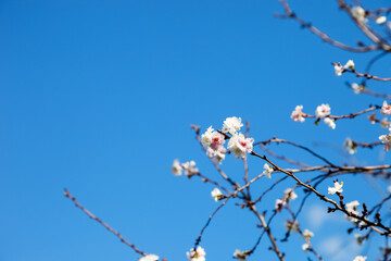 Sakura flower blooming on blue sky background.