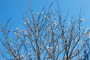 Sakura flower blooming on blue sky background.