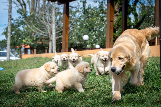 goldem retriver em gramado verde