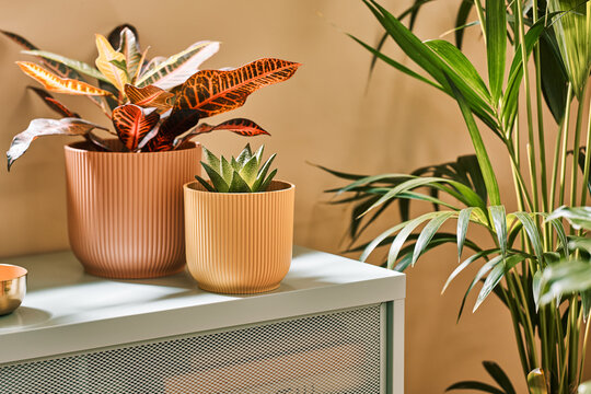 Houseplants on cabinet.