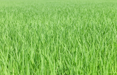 Rice seedlings in the Rice fields