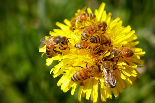 Honey Bees on a Dandelion